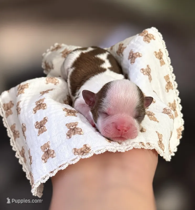 Velvet ~ AKC Imperial Shih Tzu – Shih Tzu puppy for sale in Sandy, UT
