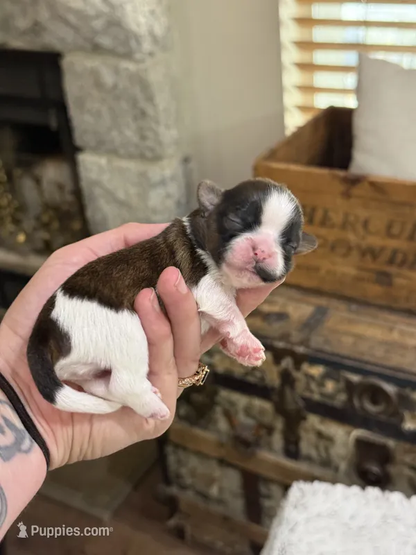 Spice 🍪  – Shih Tzu puppy for sale in Sandy, UT