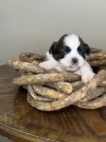 AKC Sugar Cookie, a female Shih Tzu for sale in Sandy, UT – 2 of 10