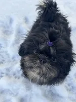 Velvet ~ AKC Imperial Shih Tzu, a female Shih Tzu for sale in Sandy, UT – 7 of 8
