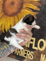 AKC Sugar Cookie, a female Shih Tzu for sale in Sandy, UT – 3 of 10