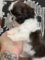 AKC Pecan Sandy *reduced!* LAST PUPPY, a male Shih Tzu for sale in Sandy, UT – 4 of 10
