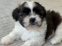 AKC Pecan Sandy *reduced!* LAST PUPPY, a male Shih Tzu for sale in Sandy, UT – 8 of 10