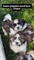 AKC Pecan Sandy *reduced!* LAST PUPPY, a male Shih Tzu for sale in Sandy, UT – 6 of 10