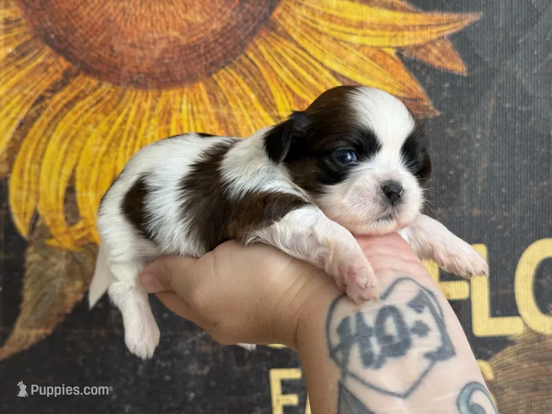 AKC Sugar Cookie – Shih Tzu puppy for sale in Sandy, UT