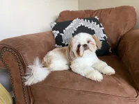 Velvet ~ AKC Imperial Shih Tzu, a female Shih Tzu for sale in Sandy, UT – 6 of 8
