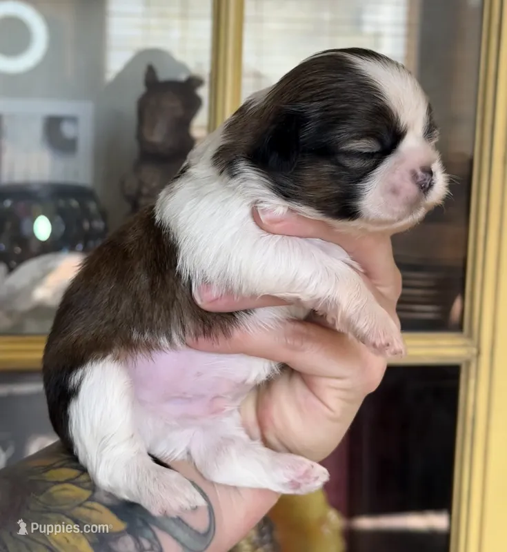 Scout 🍪  – Shih Tzu puppy for sale in Sandy, UT