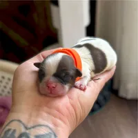 Peanut 🍪 , a female Shih Tzu for sale in Sandy, UT – 3 of 6