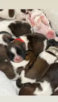 Chip 🍪 , a male Shih Tzu for sale in Sandy, UT – 2 of 5