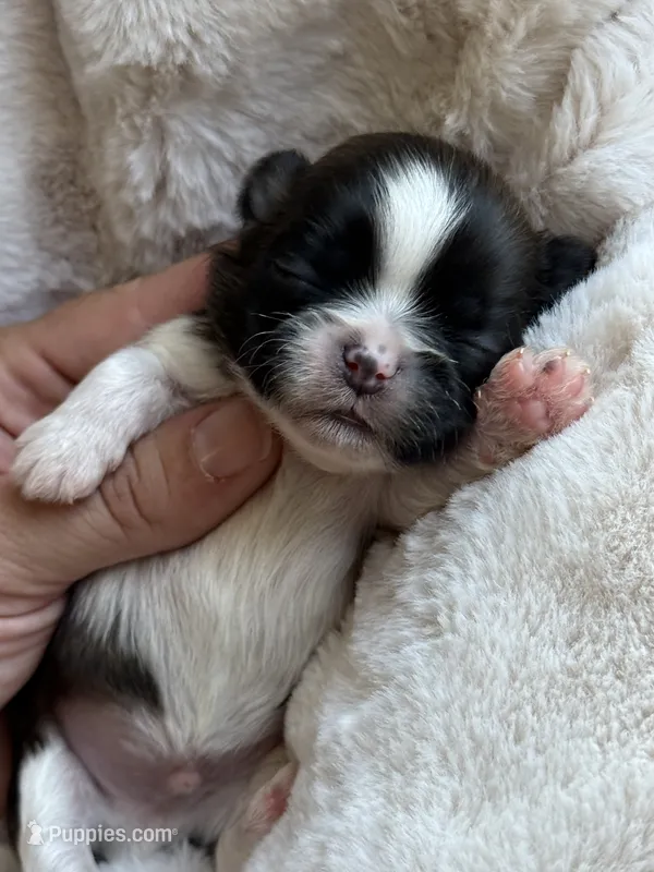 Chip 🍪  – Shih Tzu puppy for sale in Sandy, UT