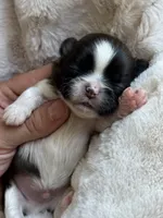 AKC Chip  , a male Shih Tzu for sale in Sandy, UT – 4 of 9