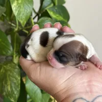 Sugar 🍪, a female Shih Tzu for sale in Sandy, UT – 3 of 6