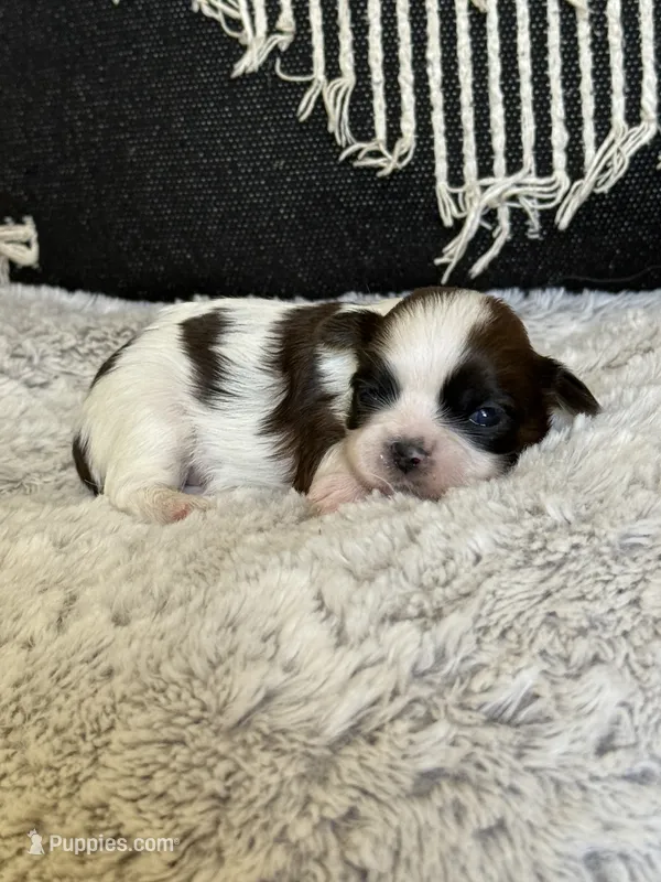 Raisin 🍪  – Shih Tzu puppy for sale in Sandy, UT