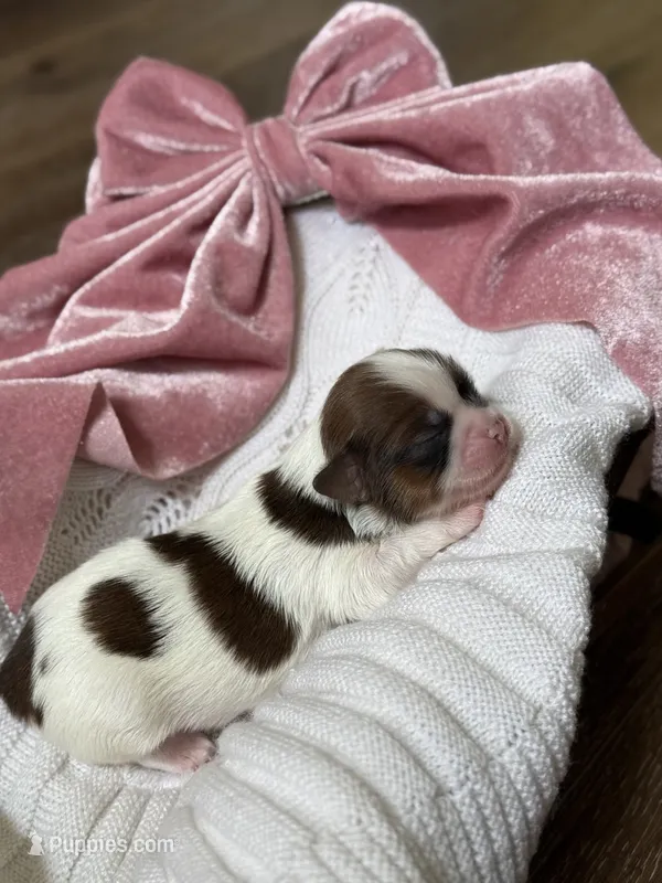 Sugar 🍪 – Shih Tzu puppy for sale in Sandy, UT