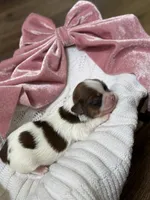 Sugar 🍪, a female Shih Tzu for sale in Sandy, UT – 1 of 6