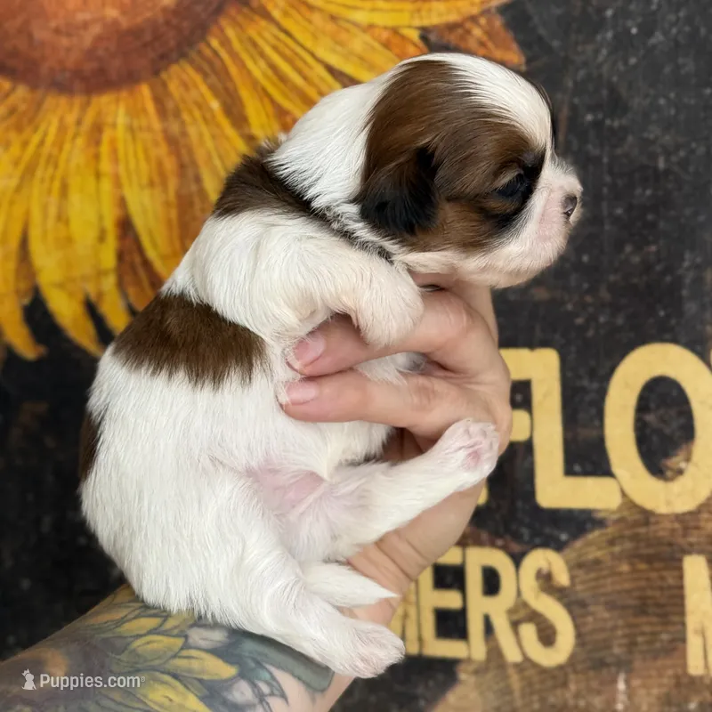 AKC Peanut    – Shih Tzu puppy for sale in Sandy, UT