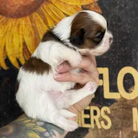 AKC Peanut   , a female Shih Tzu for sale in Sandy, UT – 1 of 10