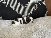 AKC Sugar Cookie, a female Shih Tzu for sale in Sandy, UT – 5 of 10