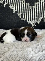 AKC Ginger Snap, a female Shih Tzu for sale in Sandy, UT – 5 of 10
