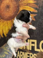 AKC Pecan Sandy , a male Shih Tzu for sale in Sandy, UT – 3 of 10