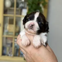 AKC Ginger Snap, a female Shih Tzu for sale in Sandy, UT – 2 of 10