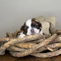 AKC Peanut   , a female Shih Tzu for sale in Sandy, UT – 3 of 10