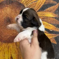 AKC Ginger Snap, a female Shih Tzu for sale in Sandy, UT – 3 of 10