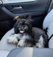Cashmere ~ AKC Imperial Shih Tzu, a female Shih Tzu for sale in Sandy, UT – 2 of 3