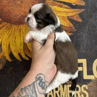 AKC Scout , a male Shih Tzu for sale in Sandy, UT – 4 of 10