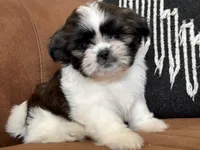 AKC Pecan Sandy *reduced!* LAST PUPPY, a male Shih Tzu for sale in Sandy, UT – 2 of 10