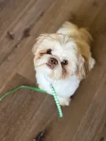 Velvet ~ AKC Imperial Shih Tzu, a female Shih Tzu for sale in Sandy, UT – 4 of 8