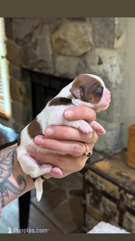Peanut 🍪  – Shih Tzu puppy for sale in Sandy, UT