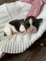 Ginger 🍪 , a female Shih Tzu for sale in Sandy, UT – 2 of 6