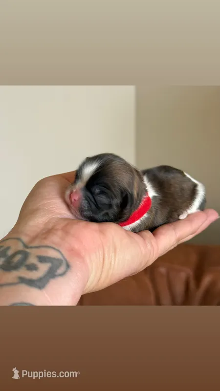 Chip 🍪  – Shih Tzu puppy for sale in Sandy, UT
