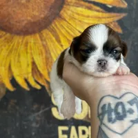 AKC Peanut   , a female Shih Tzu for sale in Sandy, UT – 4 of 10