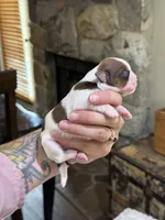 Sugar 🍪, a female Shih Tzu for sale in Sandy, UT – 2 of 6