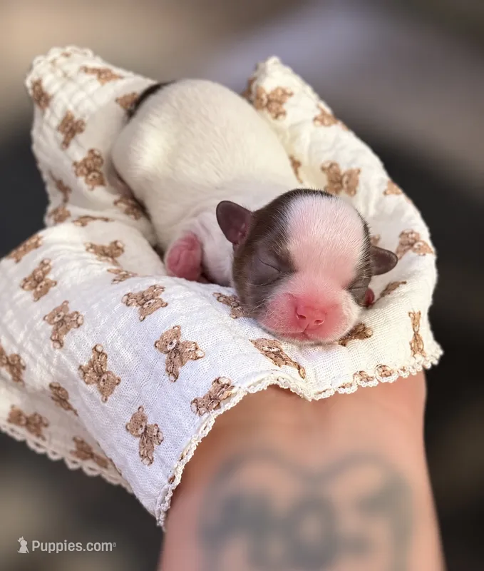 Cashmere ~ AKC Imperial Shih Tzu – Shih Tzu puppy for sale in Sandy, UT