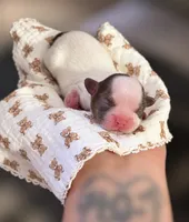 Cashmere ~ AKC Imperial Shih Tzu, a female Shih Tzu for sale in Sandy, UT – 1 of 3