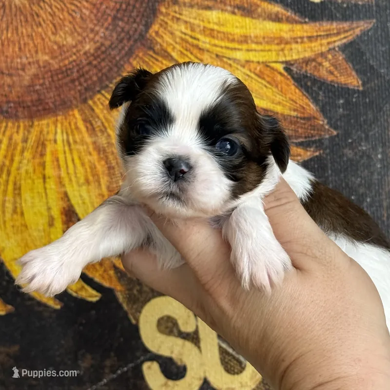 AKC Oatmeal Raisin  – Shih Tzu puppy for sale in Sandy, UT