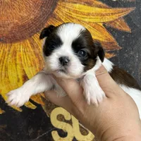 AKC Oatmeal Raisin , a female Shih Tzu for sale in Sandy, UT – 1 of 9