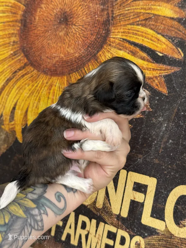 AKC Chip   – Shih Tzu puppy for sale in Sandy, UT
