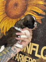 AKC Chip  , a male Shih Tzu for sale in Sandy, UT – 1 of 9