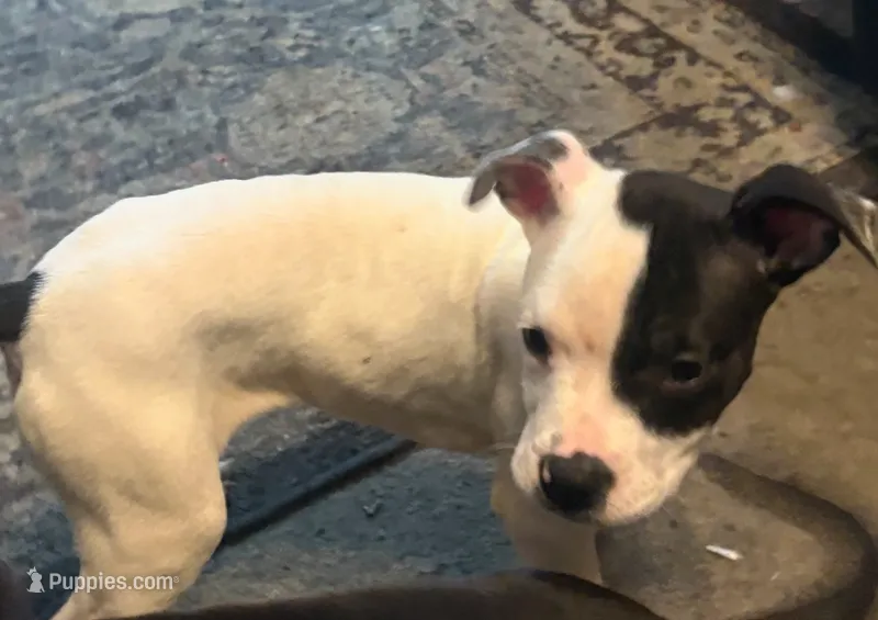 Stella  – American Pit Bull Terrier puppy for sale in Buffalo, NY