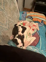 Oreo , a male American Pit Bull Terrier for sale in Buffalo, NY – 4 of 4