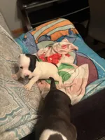 Stella , a female American Pit Bull Terrier for sale in Buffalo, NY – 2 of 2
