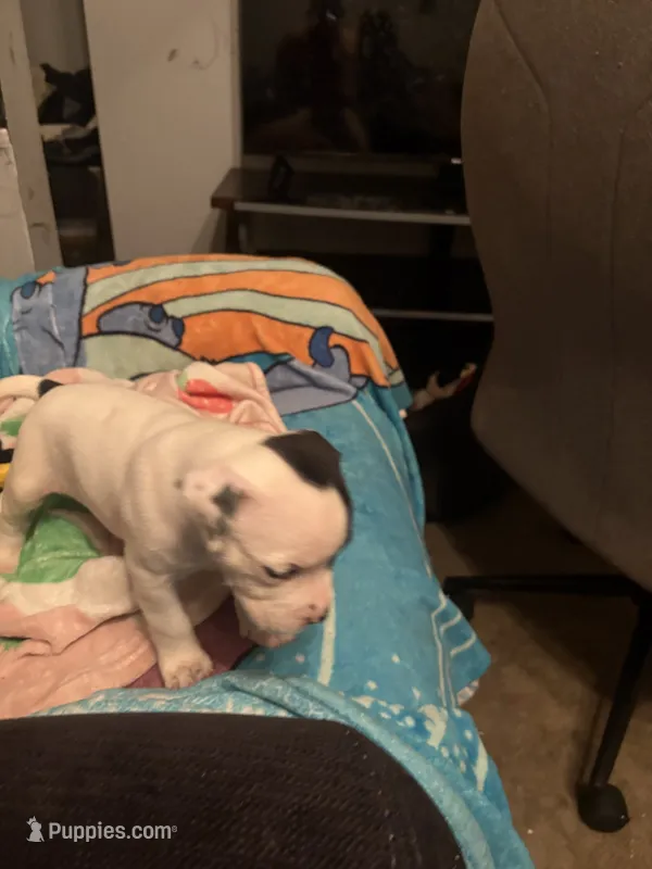 Stella  – American Pit Bull Terrier puppy for sale in Buffalo, NY