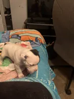 Stella , a female American Pit Bull Terrier for sale in Buffalo, NY – 1 of 2