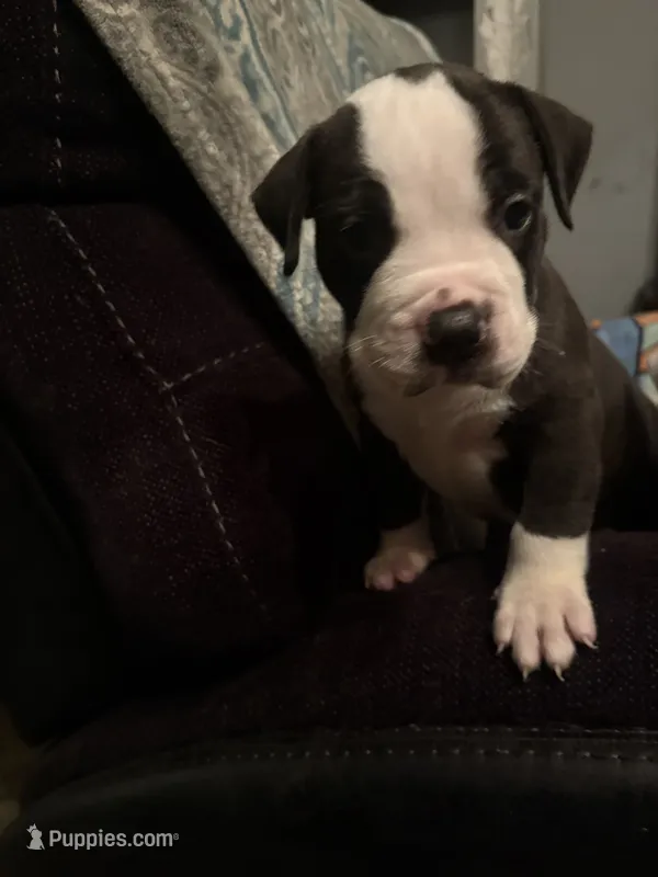 Oreo  – American Pit Bull Terrier puppy for sale in Buffalo, NY
