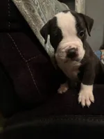 Oreo , a male American Pit Bull Terrier for sale in Buffalo, NY – 1 of 4
