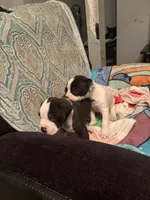 Oreo , a male American Pit Bull Terrier for sale in Buffalo, NY – 2 of 4